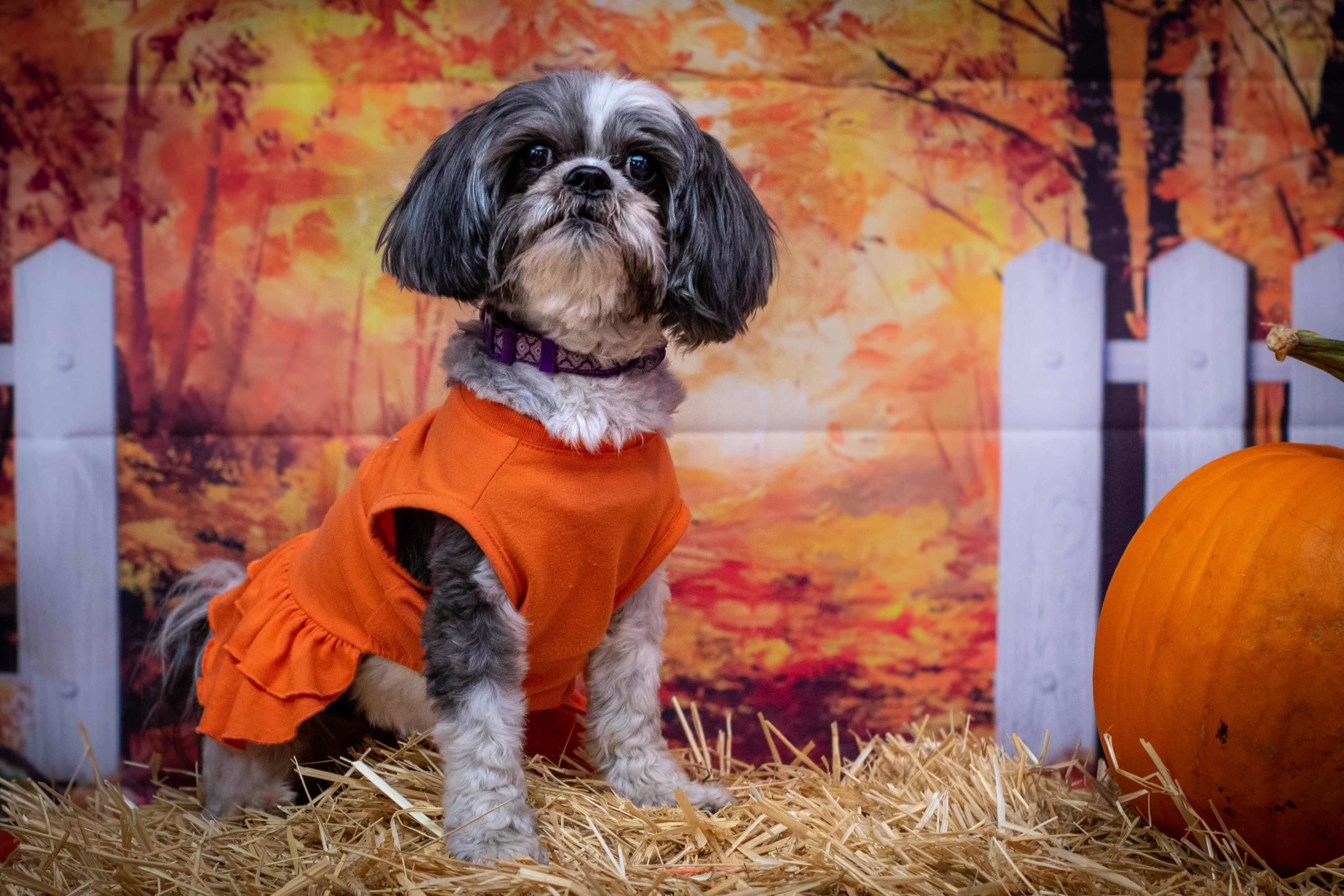 small dog in pumpkin costume
