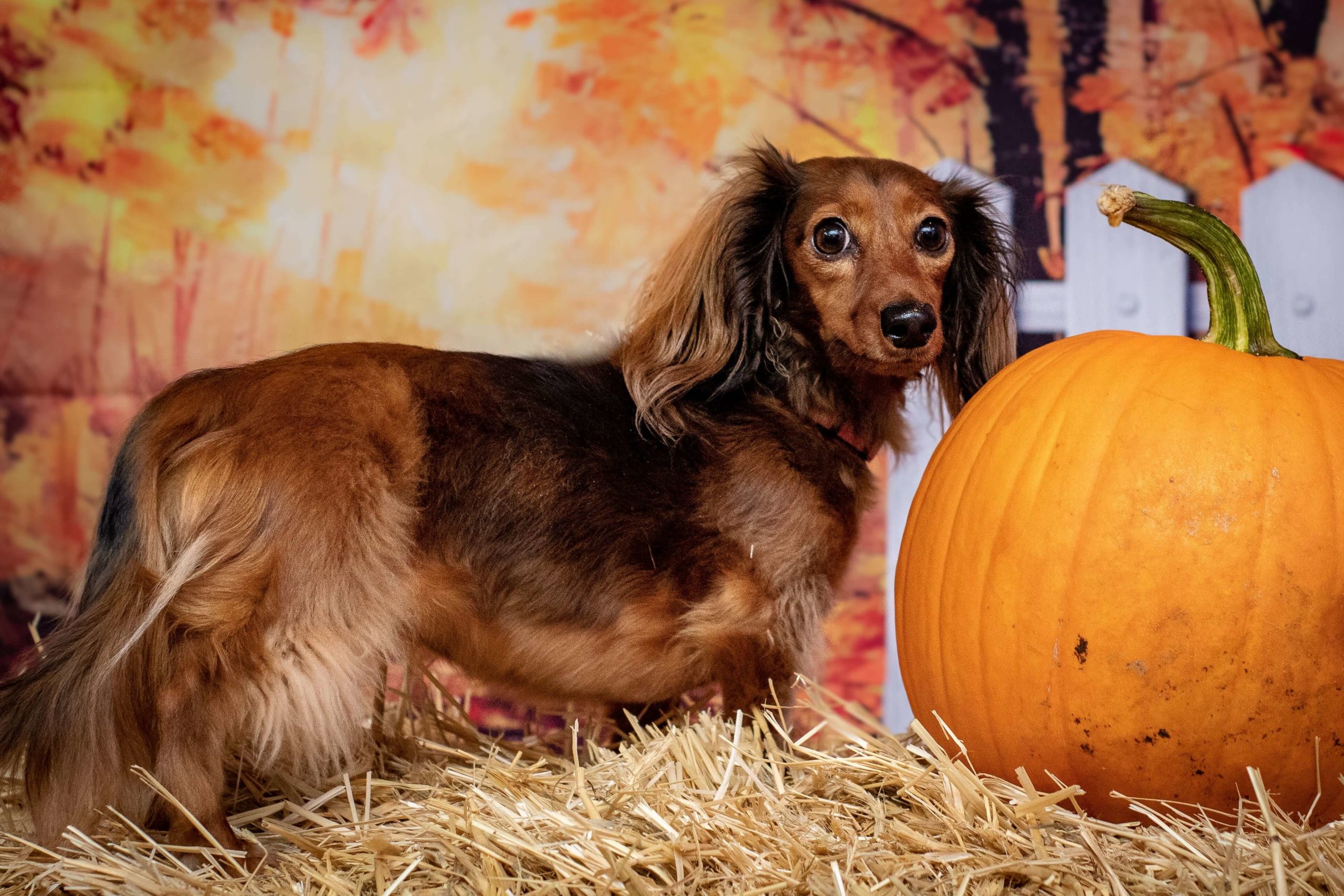brown wiener dog next to pumpkin