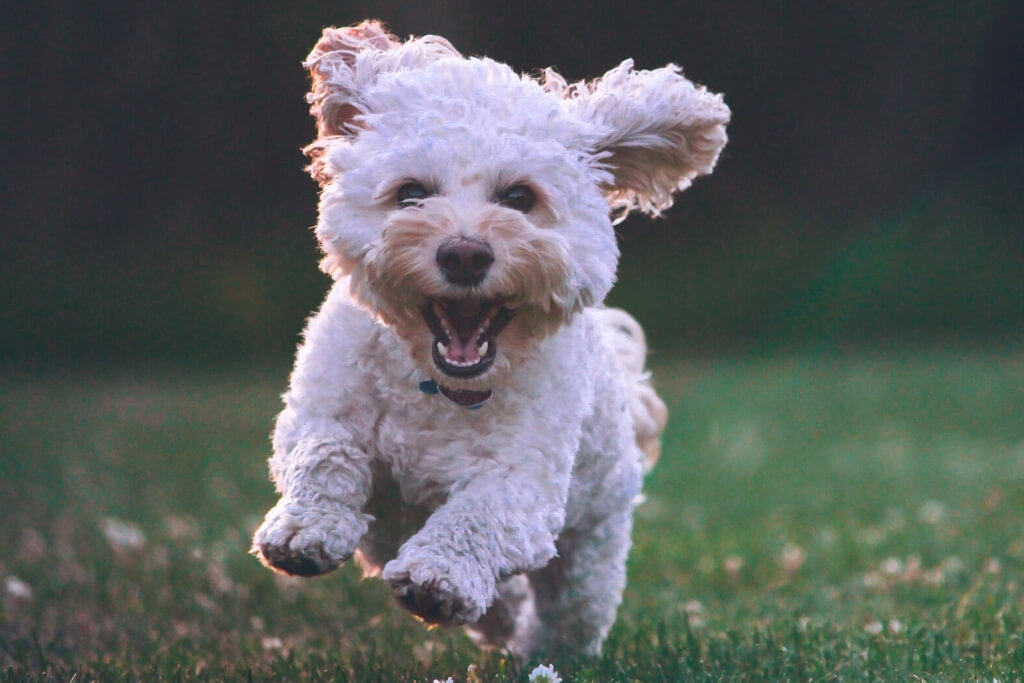 Fear Free Happy Homes Harbor Point Animal Hospital