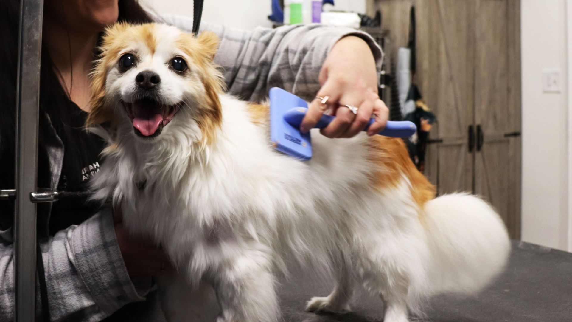 Pet Spaw A person grooming a dog in a salon