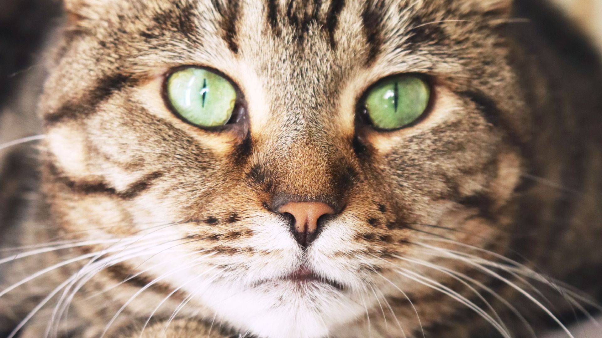 pet surgery Close-up of a cat with striking green eyes