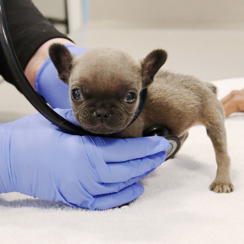 preventive-img A small puppy is being examined by a veterinarian