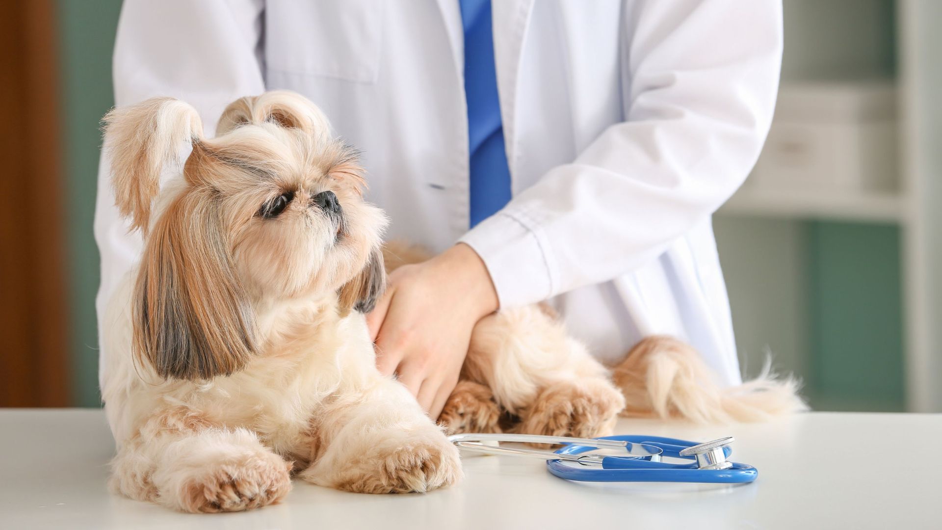 vet examining a dog